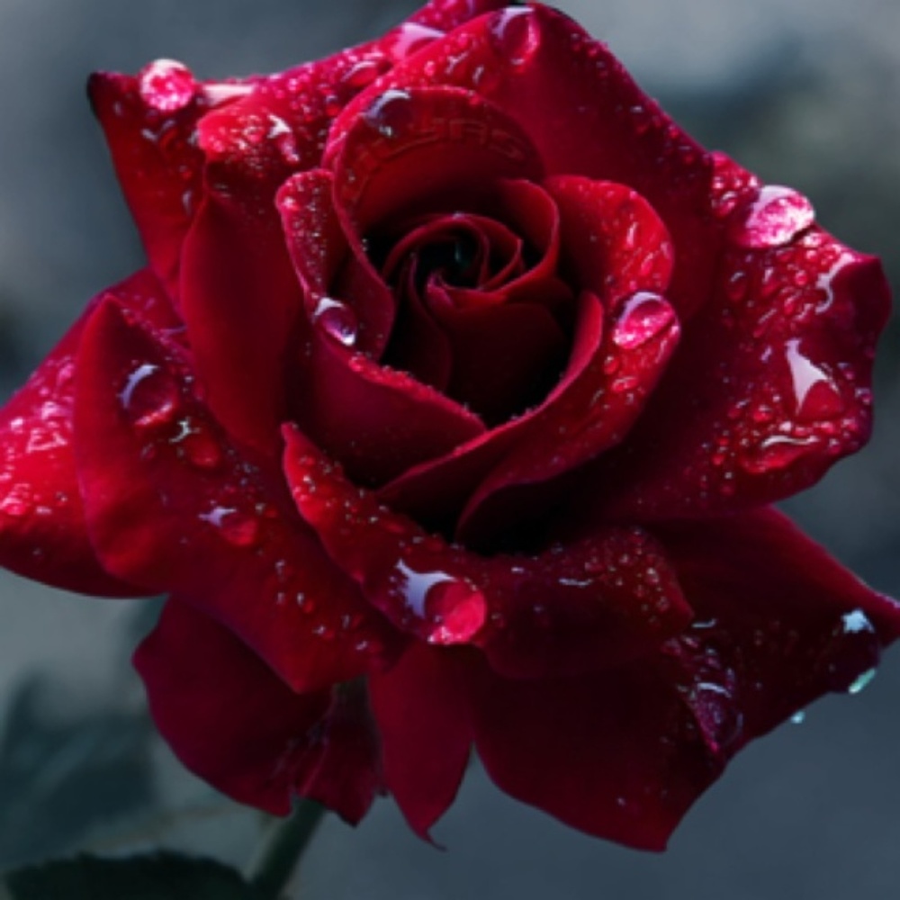 Meet your Posher, Kerri